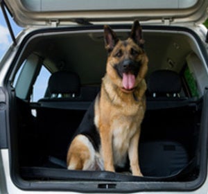 Vacaciones con nuestras mascotas Vacaciones con nuestras mascotas