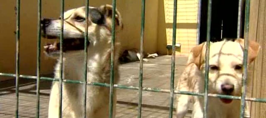 Varios perros en una perrera Varios perros en una perrera
