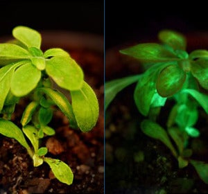 Planta luminosa Planta luminosa