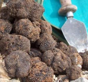 Trufas Trufas