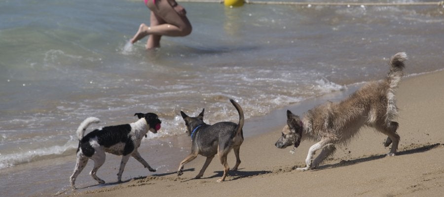 Los perros disfrutan en una playa. Los perros disfrutan en una playa.