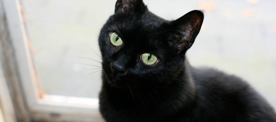 Un gato negro Un gato negro
