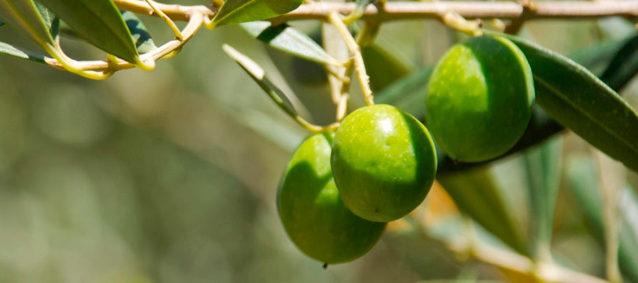 Imagen de varias aceitunas en las ramas de un olivo Imagen de varias aceitunas en las ramas de un olivo