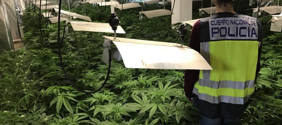 Plantación de marihuana desmantelada por la Policía Nacional en Elche. Plantación de marihuana desmantelada por la Policía Nacional en Elche.