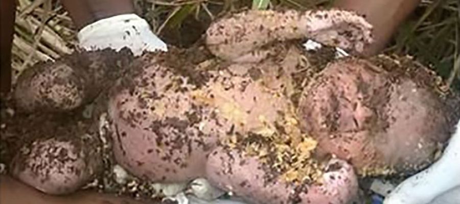 Bebé rescatado con vida en Sudáfrica Bebé rescatado con vida en Sudáfrica