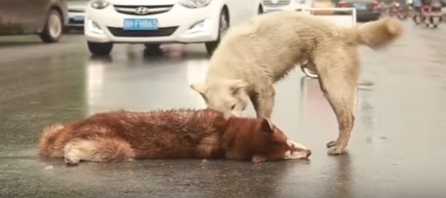 El perro tratando de despertar a su amigo El perro tratando de despertar a su amigo