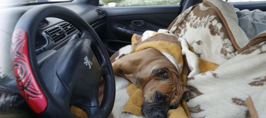 Perro encerrado en un coche en Lugo Perro encerrado en un coche en Lugo
