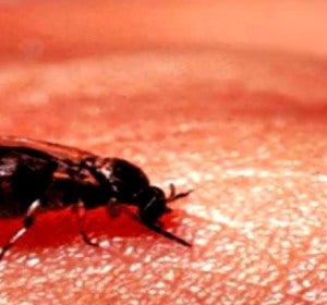 Ejemplar de la Mosca Negra Ejemplar de la Mosca Negra