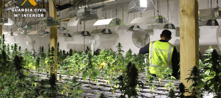 Desmantelada la mayor plantación de marihuana encontrada en Cantabria Desmantelada la mayor plantación de marihuana encontrada en Cantabria