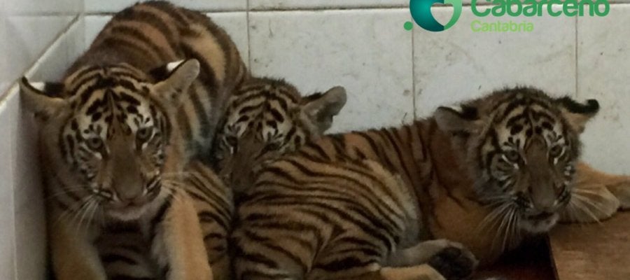 Cabárceno incorpora otros tres tigres de Bengala al espacio dedicado a esta especie Cabárceno incorpora otros tres tigres de Bengala al espacio dedicado a esta especie