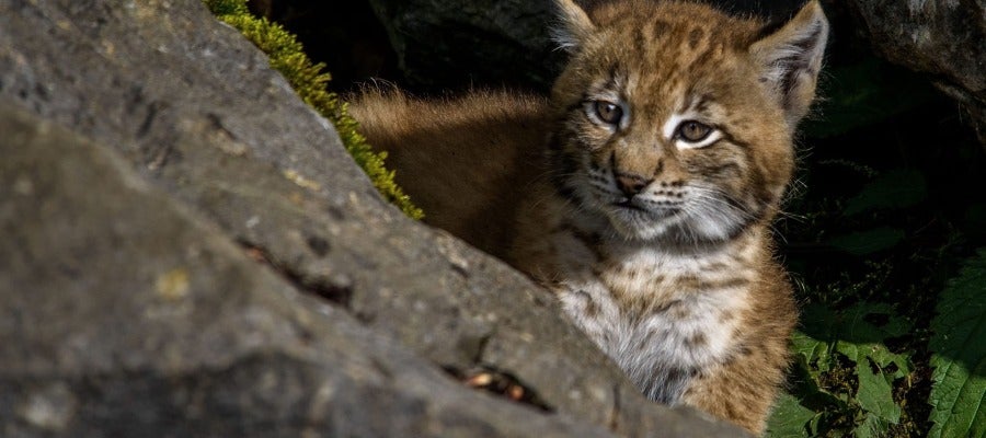 Cachorro de lince Cachorro de lince