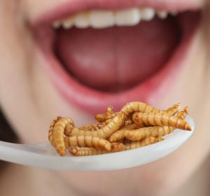 Comer insectos es saludable Comer insectos es saludable