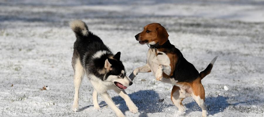 Dos perros juegan en la nieve Dos perros juegan en la nieve