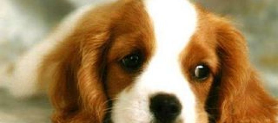 Cachorro Cachorro