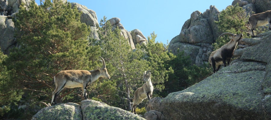 Una manada de cabras montesas pacen durante un caluroso día en la Pedriza Una manada de cabras montesas pacen durante un caluroso día en la Pedriza