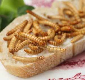 Insectos, una alternativa alimenticia a la carne, el pescado o la verdura Insectos, una alternativa alimenticia a la carne, el pescado o la verdura