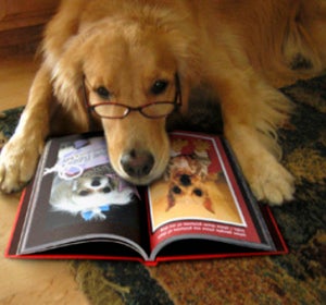 Perro Perro