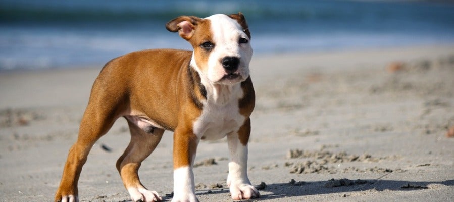 Cachorro de pitbull Cachorro de pitbull