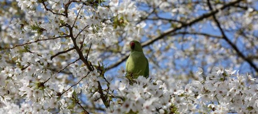 Imagen de un pájaro sobre un árbol en flor Imagen de un pájaro sobre un árbol en flor
