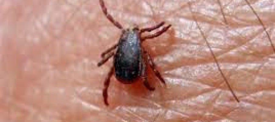 Garrapata que produce la fiebre hemorrágica Crimea-Congo Garrapata que produce la fiebre hemorrágica Crimea-Congo