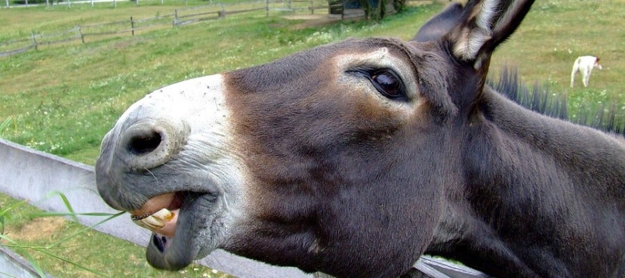 Los burros en China se extinguen debido a que la piel de estos animales está muy demandada en la medicina tradicional Los burros en China se extinguen debido a que la piel de estos animales está muy demandada en la medicina tradicional