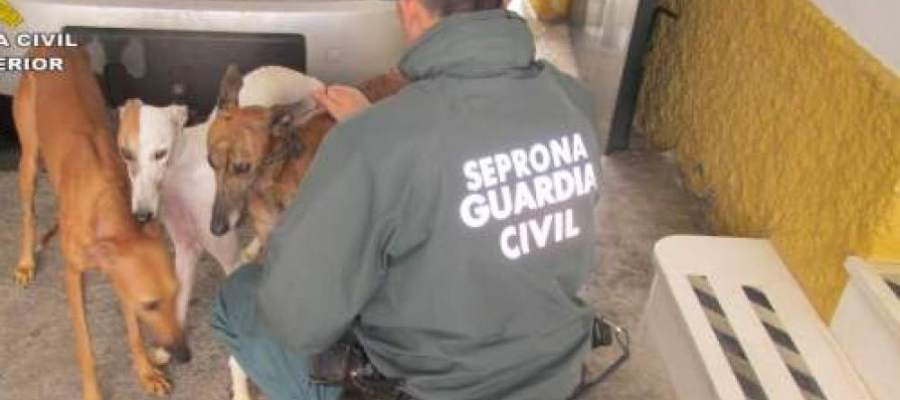 Seis meses de cárcel a un hombre por cortar los rabos y las orejas de diez perros sin sedarlos Seis meses de cárcel a un hombre por cortar los rabos y las orejas de diez perros sin sedarlos