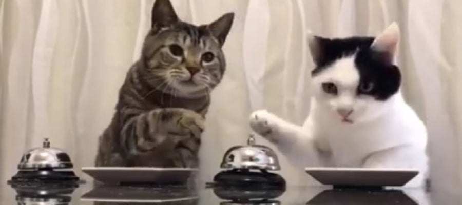 La ingeniosa forma con la que dos gatos piden comida La ingeniosa forma con la que dos gatos piden comida