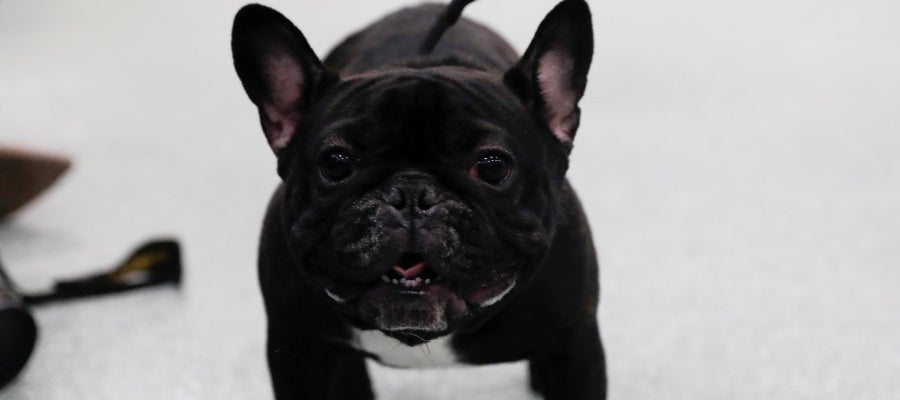 Imagen de un bulldog francés Imagen de un bulldog francés