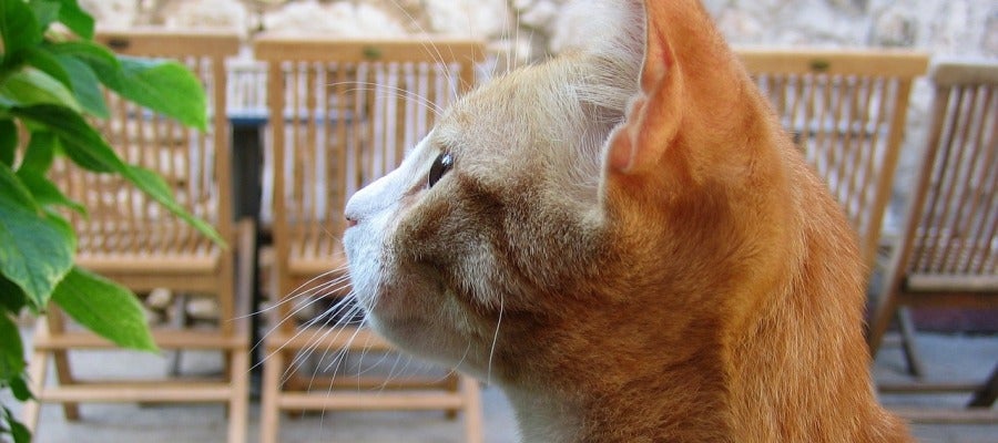 Gato Gato