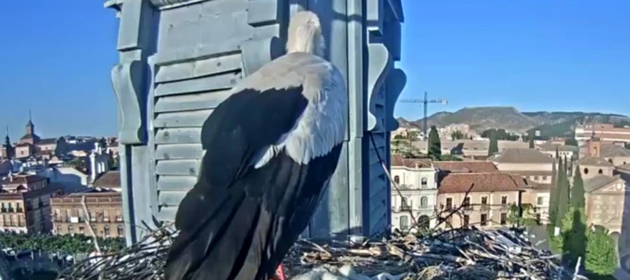 Las cigüeñas de Alcalá de Henares Las cigüeñas de Alcalá de Henares