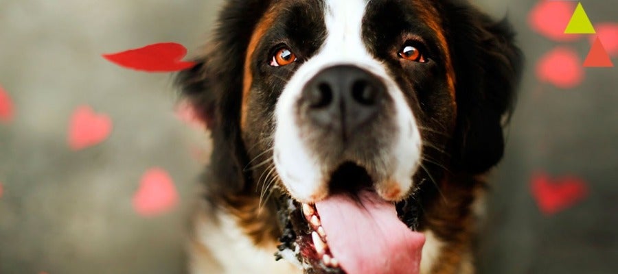 Hazte la lista - 10 perros que te hubieran cambiado la infancia Hazte la lista - 10 perros que te hubieran cambiado la infancia