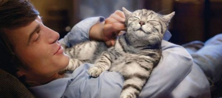 Irlanda busca abrazadores de gatos Irlanda busca abrazadores de gatos