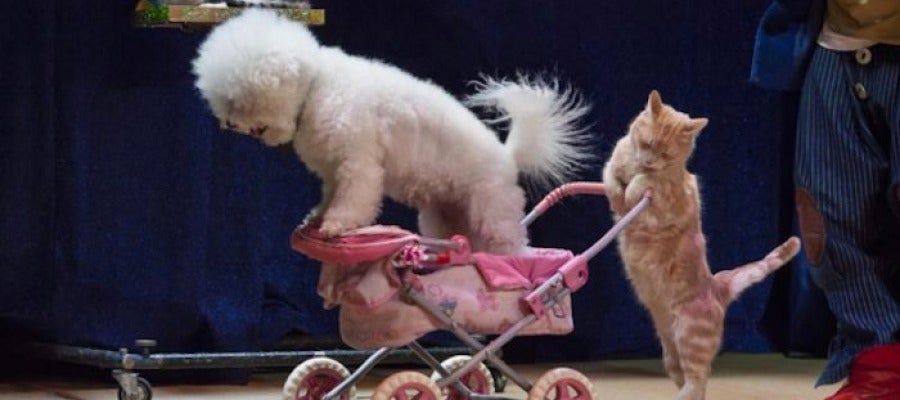 Dos de los animales del circo en uno de los espectáculos Dos de los animales del circo en uno de los espectáculos