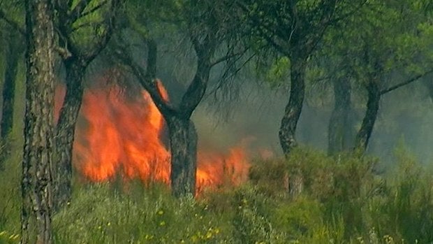 El incendio declarado en el paraje 'La Peñueña' de Moguer El incendio declarado en el paraje 'La Peñueña' de Moguer