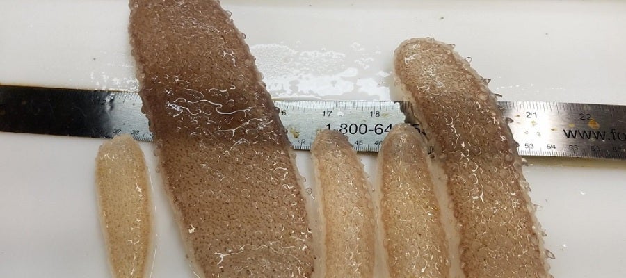 Aparecen unos misteriosos organismos gelatinosos en las playas de EEUU Aparecen unos misteriosos organismos gelatinosos en las playas de EEUU