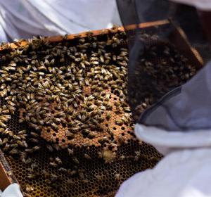 Panal de abejas Panal de abejas