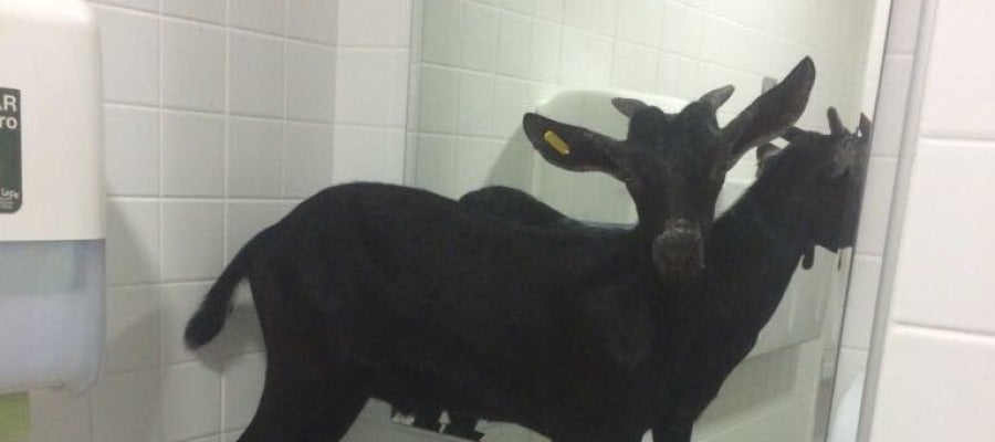 La cabra subida en un lavabo del hopital La cabra subida en un lavabo del hopital