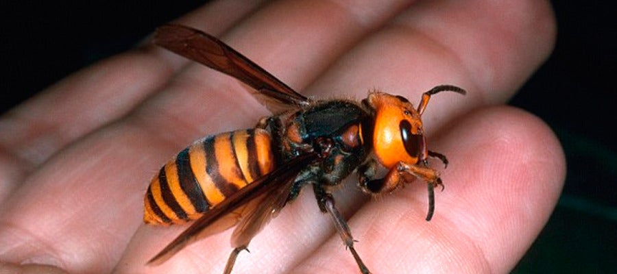 Avispa asiática o avispa velutina Avispa asiática o avispa velutina