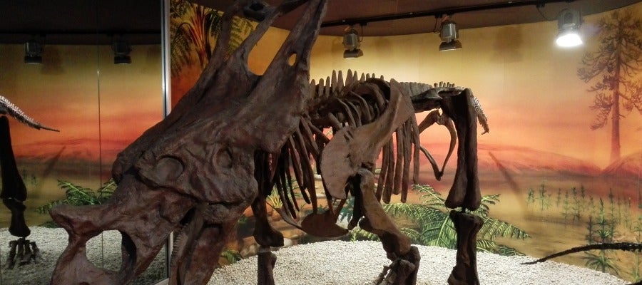 Una de las piezas expuestas en el Museo Paleontológico de Elche Una de las piezas expuestas en el Museo Paleontológico de Elche
