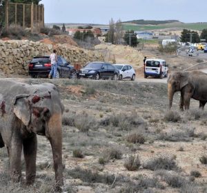 Uno de los elefantes que resultó herido tras volcar el camión en el que viajaba en la A-30 Uno de los elefantes que resultó herido tras volcar el camión en el que viajaba en la A-30