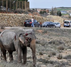 Uno de los elefantes que resultó herido tras volcar el camión en el que viajaba en la A-30, a su paso por Pozo Cañada (Albacete). Uno de los elefantes que resultó herido tras volcar el camión en el que viajaba en la A-30, a su paso por Pozo Cañada (Albacete).