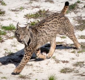 l Espacio Natural de Doñana inaugura el Observatorio del Lince l Espacio Natural de Doñana inaugura el Observatorio del Lince