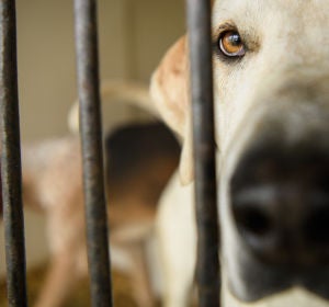 Imagen de un perro en una perrera Imagen de un perro en una perrera