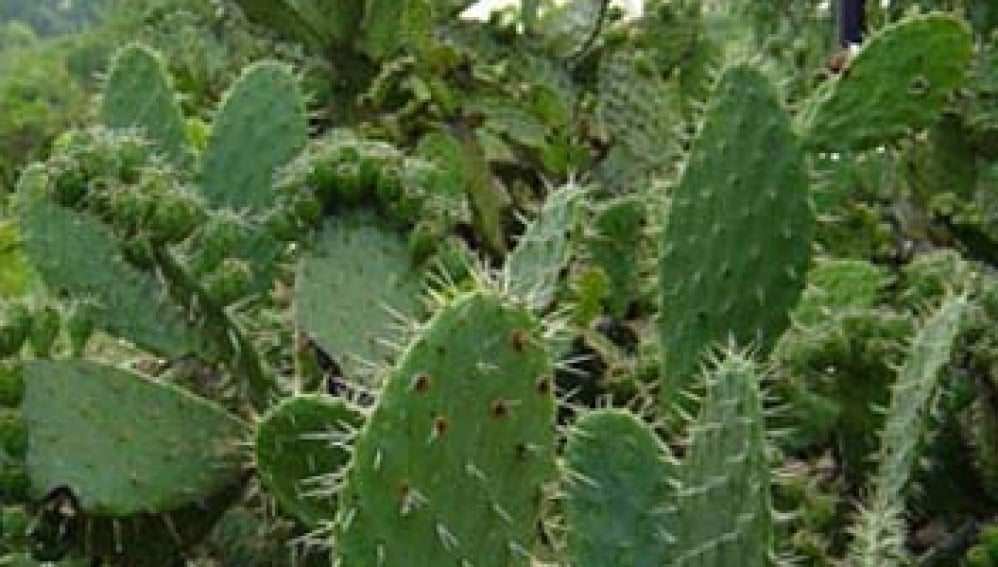 Cactus para reforestar