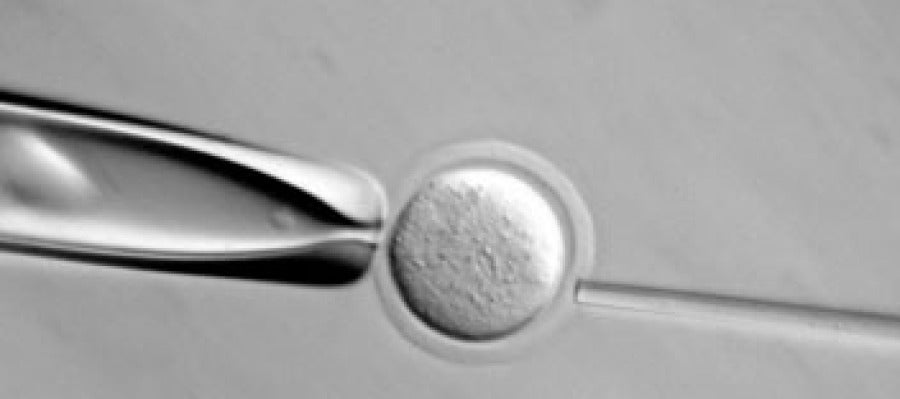Investigación con células madre Investigación con células madre