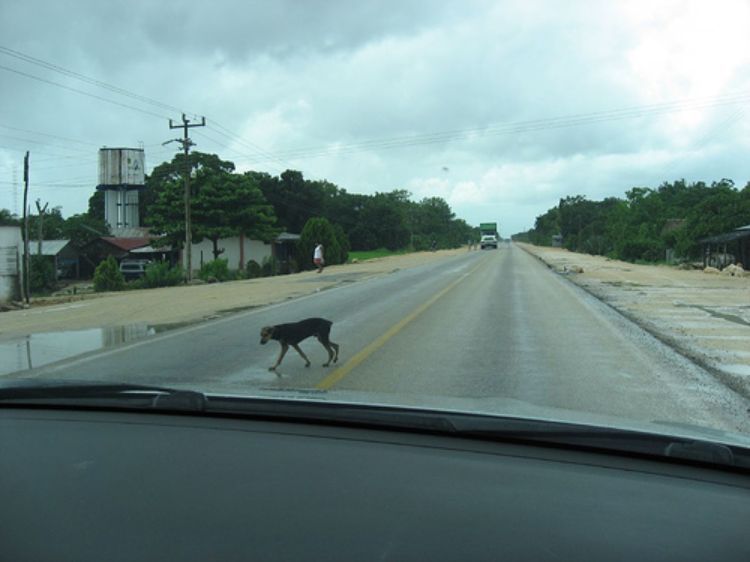 Debate de Lobas: Multado por adelantar a un perro Debate de Lobas: Multado por adelantar a un perro