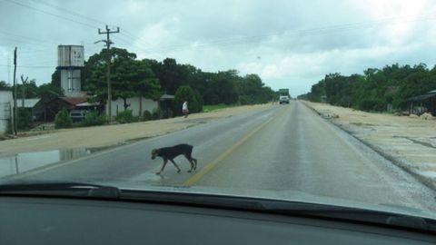 Perro carretera