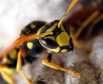 Muere una mujer de 76 años en Málaga tras la picadura de una avispa Muere una mujer de 76 años en Málaga tras la picadura de una avispa