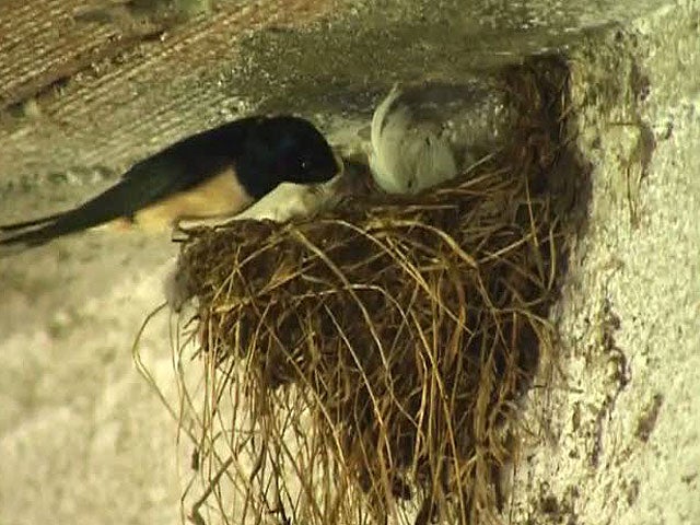 El desconocimiento de la Ley, no te exime de ella: Quitar un nido es un delito medioambiental El desconocimiento de la Ley, no te exime de ella: Quitar un nido es un delito medioambiental