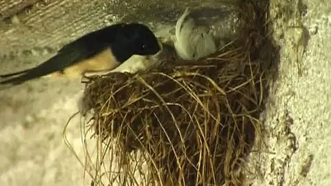 Golondrinas Golondrinas